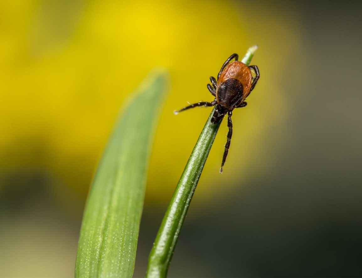 Maar liefst 70% van de tuinen bevat&nbsp;teken!